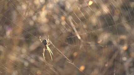 Close-up of a spider sitting on a web in the rays of the evening or morning sun in the wind, a cobweb in a meadow or field grass and flowers, macro video.Beautiful natural video of insects in nature.