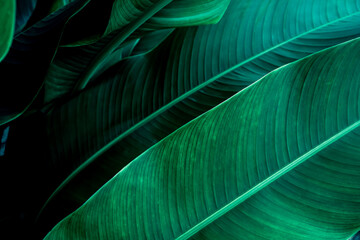  Dark green leaf in tropical jungle nature background