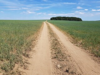 Wall Mural - Country dirt road in the field