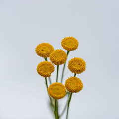 Wall Mural - Tanacetum vulgare flowers isolated on bright background