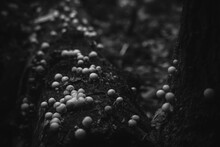 White Puffball Mushrooms In Dark Forest On Rotting Tree Trunk. Black And White Dark Scary Version