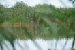 Sumpf mit Schilfgras oder Schilfrohr und Wasser Fläche in ruhiger Darstellung einer Szene aus der Natur