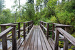 © OLGA - Wooden bridge in a rainy forest, after the rain between tall green trees