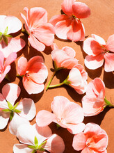 Studio Shot Of Pink Geranium Flowers