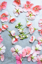 Studio Shot Of Pink Geranium Flowers