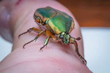 Wall Mural - Junebug aka June Beetle