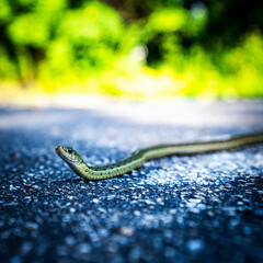 Poster - Closeup shot of a green snake