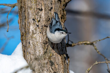 Wall Mural - White-breasted Nuthatch (Sitta carolinensis) on a tree in winter in Michigan, USA.