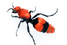 Red Velvet Ant Aka Wingless Wasp
