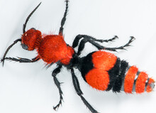 Red Velvet Ant Aka Wingless Wasp