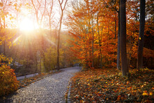 Autumn Forest With Yellow Leaves On Trees And Paved Stones Walkway With In The Fall Park. Scenic Autumn Landscape.