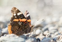 Red Admiral Butterfly (Vanessa Atalanta) Takes Up Minerals From Stony Ground. Copyspace.