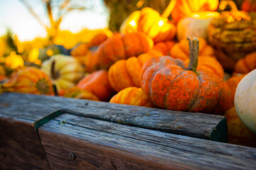 rustic pumpkin patch farm