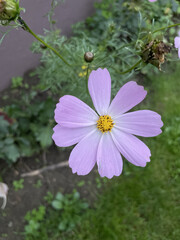 Poster - Top view of a beautiful Cosmos flower