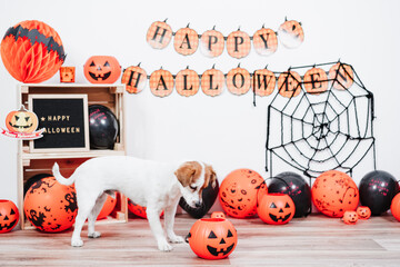 Wall Mural - jack russell dog at home during Halloween smelling into pumpkin looking for treats. Halloween party decoration with garland, orange balloons and net