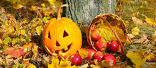 Smiling Halloween Pumpkin Head On A Stump In Front Of Forest Background. Wide Photo.