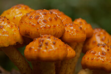 Golden Scalycap Mushrooms
