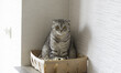 Cute cat sitting in the wooden box