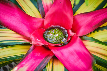 Wall Mural - Colorful pink bromeliad plant collecting water in center