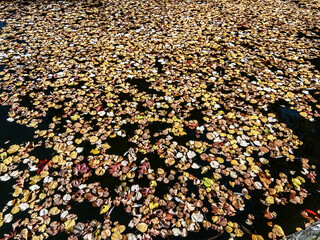 Wall Mural - autumn leaves in the water - Romania