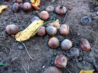 Wall Mural - acorn on the ground in autumn