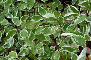 Wall Mural - Cornus alba, commonly called tatarian dogwood, is a rapid-growing, multi-stemmed, suckering, deciduous shrub.
