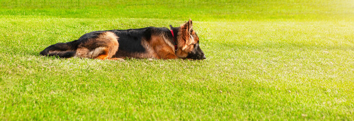 A young dog, a german shepherd, lies on a green lawn.