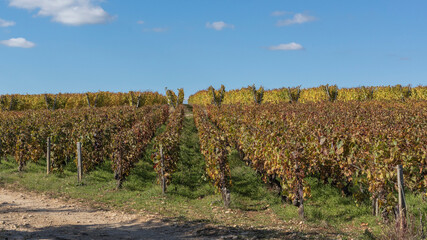 Sticker - Vines in burgundy using 2 different training methods