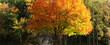 beauty fall changing colors autumn trees seasons park backyard forest seasonal nature background