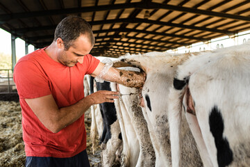 Farmer worker doing an artificial insemination procedure on a cow in a cowshed. Animal farming concept.