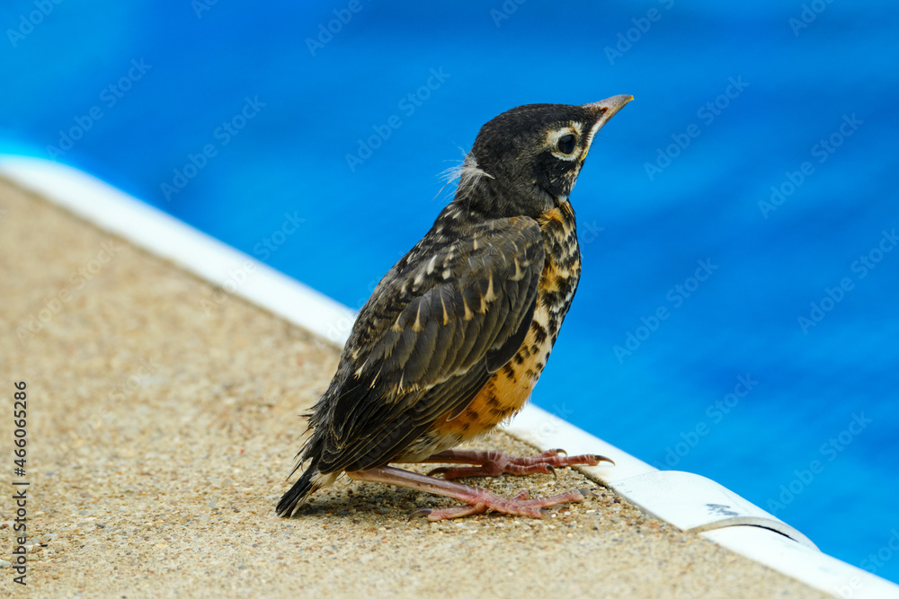 Baby robin bird on edge of pool Stock Photo | Adobe Stock