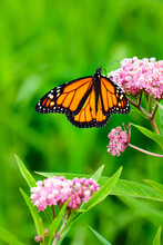 Monarch Butterfly (Danaus Plexippus) Pollinates Pink 
 Wildflower Flowers