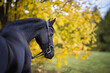 Friesian horse with bowed head, photographed from behind over the croup against an autumnal background..