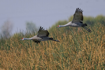 Poster - Sandhill cranes flying in beautiful light, seen in the wild in a North California marsh 