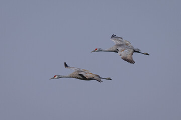 Poster - Sandhill cranes flying in beautiful light, seen in the wild in a North California marsh 