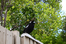 Australian Magpie Calmly Perched On A White Wooden Fence, With Leafy Green Trees In The Background