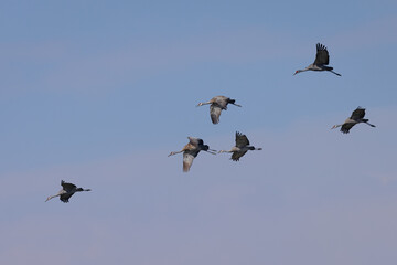 Canvas Print - Sandhill cranes flying in beautiful light, seen in the wild in a North California marsh 