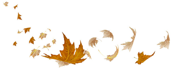 leaf leaves flying by the wind in autumn season background