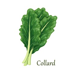Canvas Print - Collard dark green leafy vegetable, vector illustration.