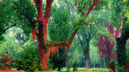 Wall Mural - Autumn in the forest of old trees