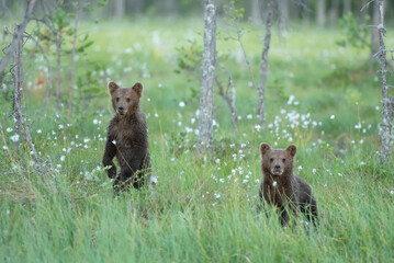Wall Mural - Two bear cubs standing on their hind legs on a finnish bog on a summer evening