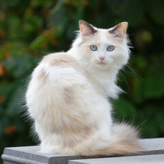 Canvas Print - Selective of a cute cat in a garden