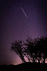 Wall Mural - Silhouette of trees on a starry night and a falling star