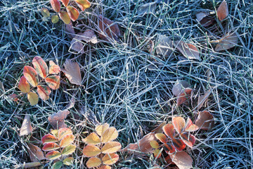 Sticker - autumn leaves on the grass  with frost