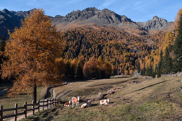 Wall Mural - mucche montagna pascolo 