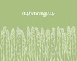 White asparagus pods on a green background template, vector illustration. Hand-engraved sketch of asparagus sprouts. Healthy organic food.