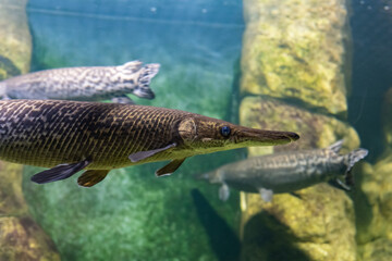 Wall Mural - Sad alligator pike in the aquarium. Animals in captivity.