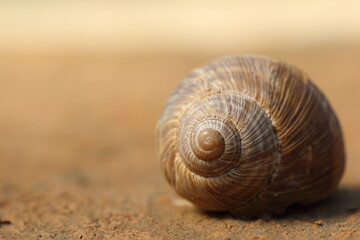 Wall Mural - Snail on a blurred background