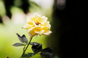 Wall Mural - yellow roses on a blurred background