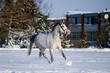 White horse running in the snow field in winter